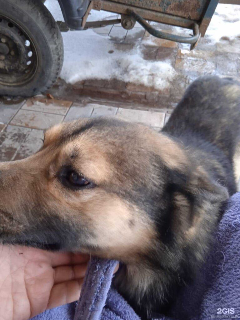 Ритуальные услуги для животных, усыпление, кремация, урны, памятники ...